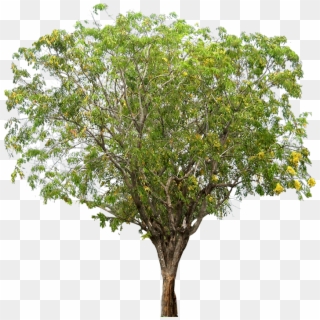 Tropical Rainforest Tree Png Transparent Png X