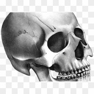 Skull Png Transparent Images - Transparent Png Skull, Png Download