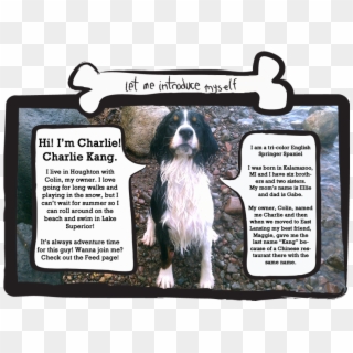 Picture Of Charlie The Dog About Page - Cocker Spaniel, HD Png Download