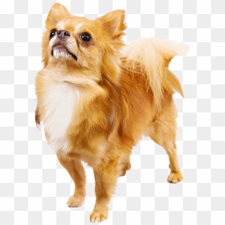 25 Dog Breeds That Look Like Toys Wow Amazing Png Freeuse - Transparent Chihuahua Png, Png Download