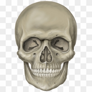 Skull Png Transparent - Skull Head, Png Download
