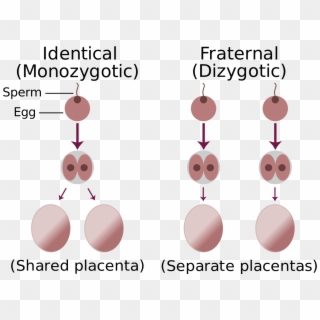 Identical Fraternal Sperm Egg - Identical And Fraternal Twins, HD Png Download