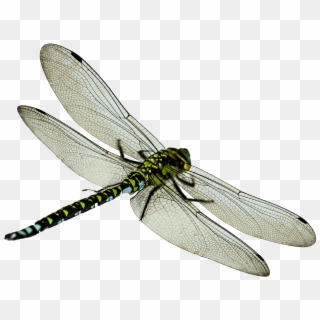 Dragonfly Png, Transparent Png