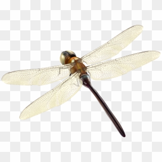 Dragonfly Png Clipart - Hawker Dragonflies, Transparent Png