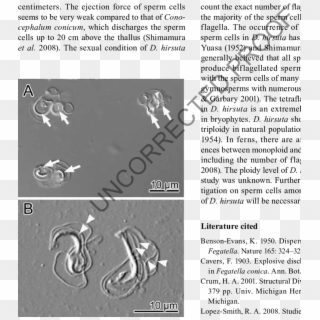 Sperm Cells Of D - Scorpion, HD Png Download