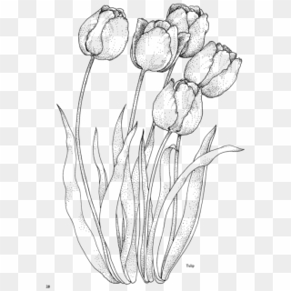 Фотки Coloring Pages Nature, Flower Coloring Pages, - Draw Tulips, HD Png Download