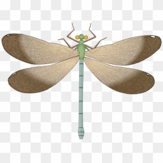 Free Png Download Dragonfly Clipart Png Photo Png Images - Dragonfly, Transparent Png