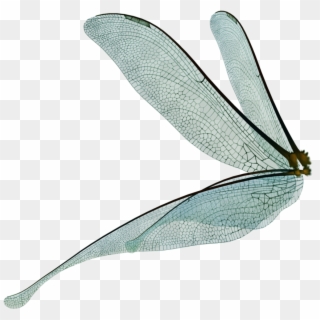 Dragonfly Fairy Wings Render By Frozenstocks On, HD Png Download