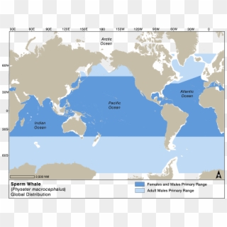 Sperm Whale Global Distribution - Map, HD Png Download