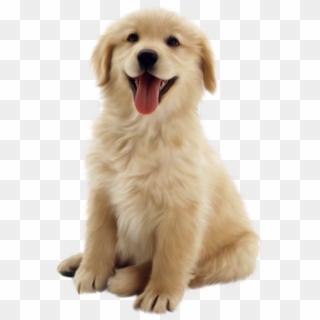 Dog Png 10 Png Image - Golden Retriever Puppy Png, Transparent Png