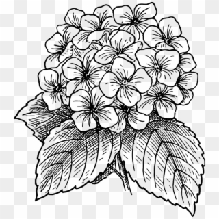 Flor, Florescente, Planta, Folhas, Costas E Branco - Hydrangea Flower Drawing, HD Png Download