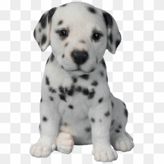 Dalmatian Puppy, HD Png Download
