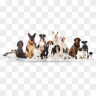 Group Of Dogs Png - Group Of Dog Breeds, Transparent Png