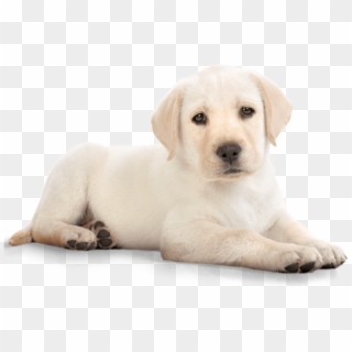Puppy Dog Labrador - Puppy Png, Transparent Png