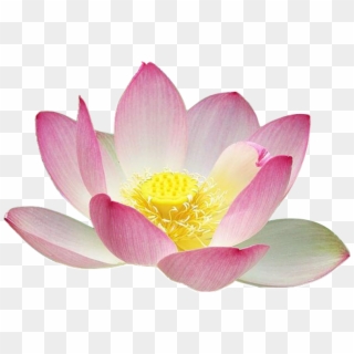 Lotus Flower Clipart Free Clipart Lotus Flower Silhouette - Lotus Flower, HD Png Download