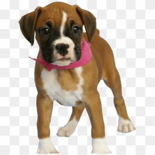 Baby Boxer, HD Png Download