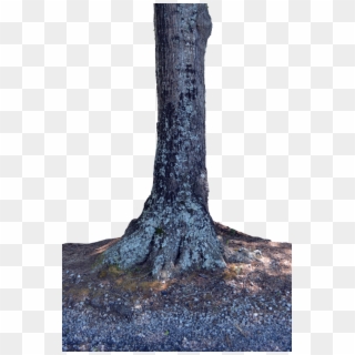 Tree Trunk Png - Trunk, Transparent Png