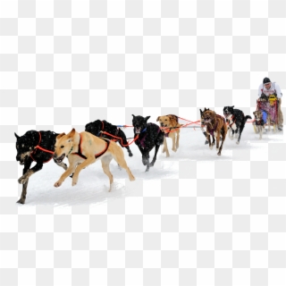 Eurohound Sprint Racing Sled Dogs - Dog Sled No Background, HD Png Download