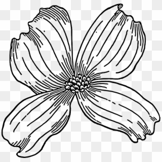 Outline, Drawing, Tree, Flower, Bloom, Plant, Nature - Dogwood Clip Art, HD Png Download