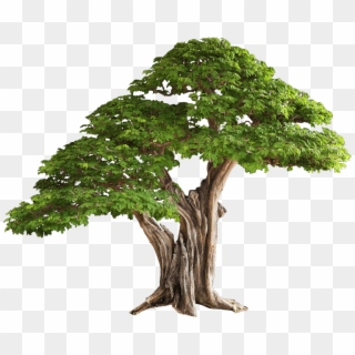 6 2 Tree Free Png Image - Tree Png, Transparent Png