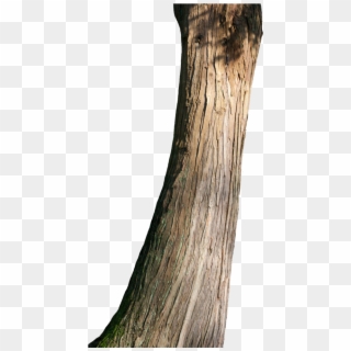 Png Tree Trunk Transparent Tree Trunk, Png Download