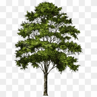 Tree Without Background Png, Transparent Png