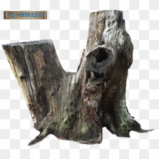 Tree Stump - Old Tree Stump Png, Transparent Png