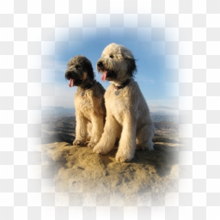 Rick Pack Founder/ceo Do Only Good Pet Nutrition - Labradoodle, HD Png Download