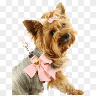 Dog Png Image Picture Download Dogs Png Image - Fancy Dog Small, Transparent Png