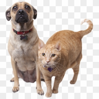 Willamette Humane Society Clip Free Download - Cat And Dog Transparent Background, HD Png Download