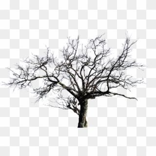 Leafless Tree Png Images - Transparent Background Leafless Tree Png, Png Download