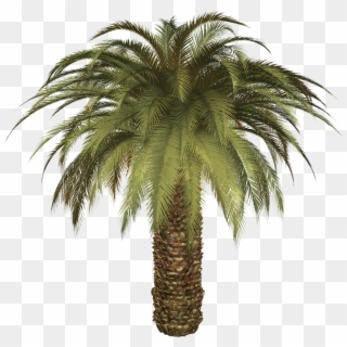 Png Format Images - Small Palm Tree Png, Transparent Png