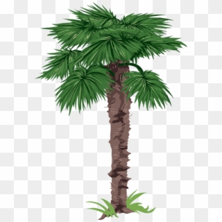 Фотки Palm Tree Pictures, Tree Clipart, Nature Tree, - Borassus Flabellifer Leaves Clipart, HD Png Download