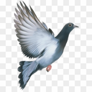 Pigeon Png - Love My India Republic Day, Transparent Png