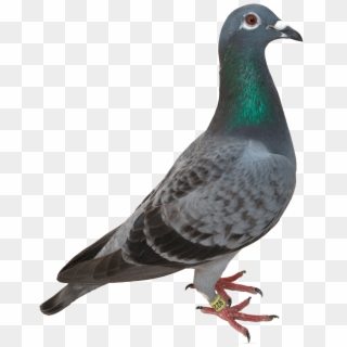 White Flying Pigeon Png Image - Pigeon Png, Transparent Png - 1301x1195 ...