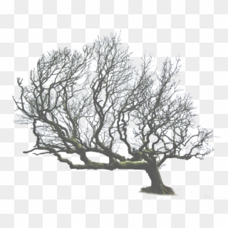 Dead Tree Clipart Desert Png - Leaning Tree Png, Transparent Png