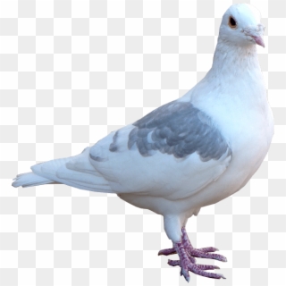 White Pigeon Png Image Transparent Background Bird - Pigeon Png Hd, Png Download