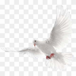 White Flying Pigeon Png Image - Eid Mubarak Cb Editing Background, Transparent Png