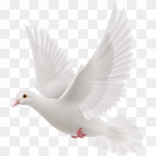 Pigeon Png - Dove With Message, Transparent Png
