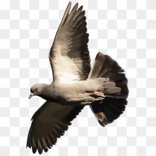 Download Pigeon Png Transparent Images Transparent - Domestic Pigeon, Png Download
