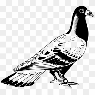 This Free Icons Png Design Of Carrier Pigeon 2, Transparent Png