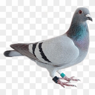Free Png Download Pigeon Looking Png Images Background - Pieong Png, Transparent Png