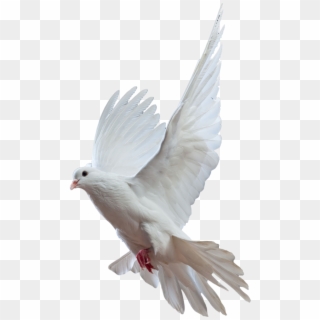 Pigeon Beautiful Photo - پوستر لایه باز دفاع مقدس, HD Png Download