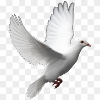 Pigeon Png Free Download - Pigeon Png, Transparent Png