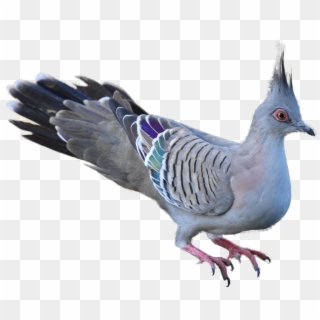Pigeon Clipart Wood Pigeon - Bird, HD Png Download