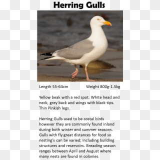 Pigeon - Western Gull, HD Png Download