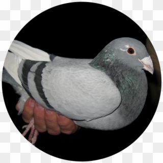 Best Breed Pigeon For Sale, HD Png Download