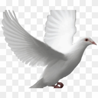 Dove, HD Png Download