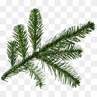 Fir Branch Png For - Tree Christmas Branch Png, Transparent Png