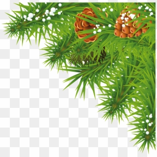 Fir-tree Branch Png Image - Tree Png, Transparent Png